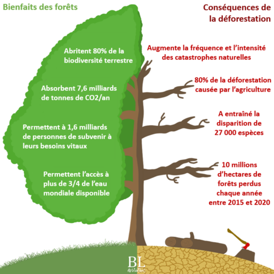 D Forestation Import E Une Nouvelle R Glementation Europ Enne En Action Bl Volution