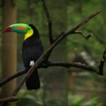 Toucan, Cali, Colombie